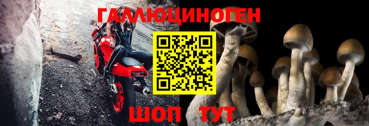 Димитровград  Псилоцибиновые грибы Psilocybine cubensis  Вход с VPN 